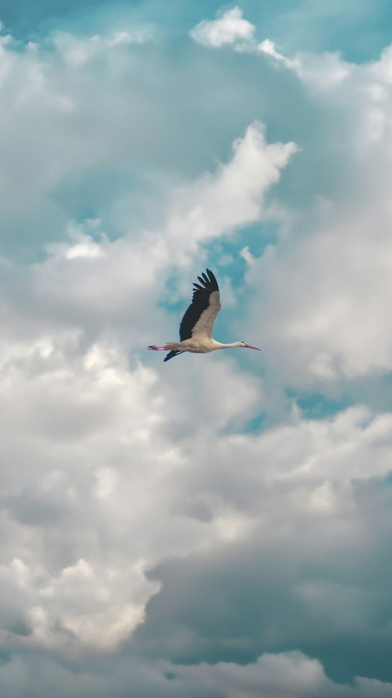 White stork in flight against a cloudy sky